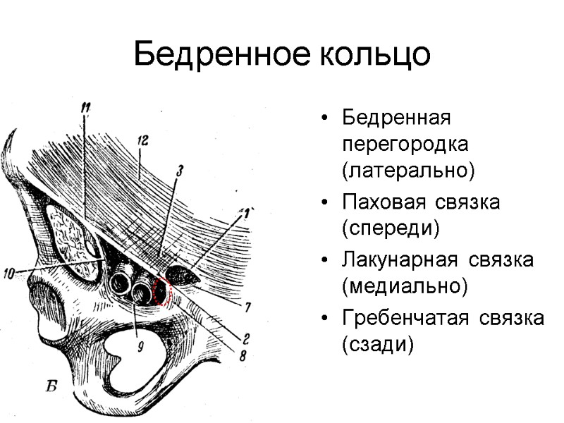 Бедренное кольцо Бедренная перегородка (латерально) Паховая связка (спереди) Лакунарная связка (медиально) Гребенчатая связка (сзади)